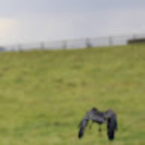 Meet your Posher, Theodore